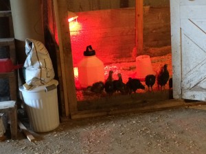 Chickens on Doorsill
