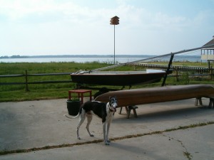 My final shot of Merlin, with the sailboat we gave away in the background. The canoe I kept -- hand made by Jon