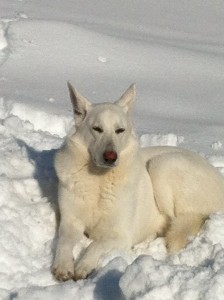 Sasha in snow