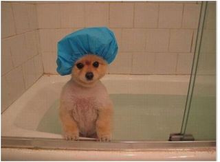 dog-in-tub
